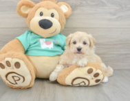 8 week old Maltipoo Puppy For Sale - Pilesgrove Pups
