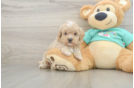 Small Maltipoo Baby