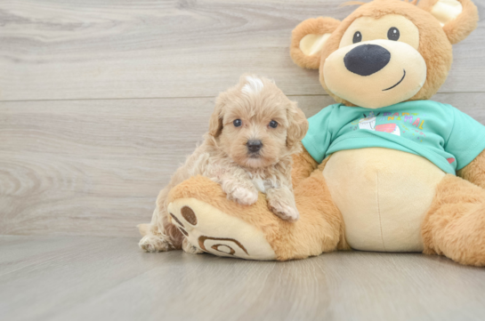 Small Maltipoo Baby