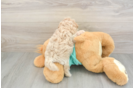 Playful Malt Oodle Poodle Mix Puppy
