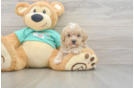 Maltipoo Puppy for Adoption