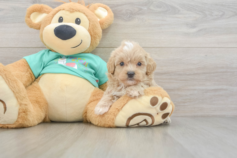 Maltipoo Puppy for Adoption