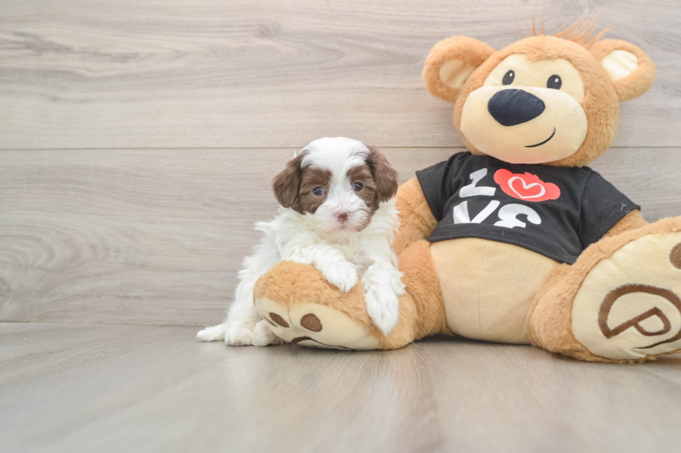 Funny Maltipoo Poodle Mix Pup
