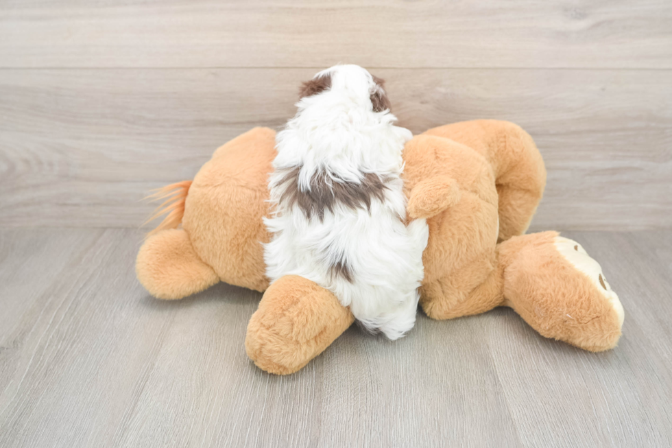 Maltipoo Pup Being Cute