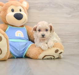 6 week old Maltipoo Puppy For Sale - Pilesgrove Pups