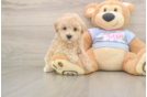Best Maltipoo Baby