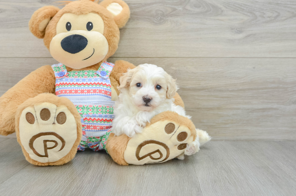 5 week old Maltipoo Puppy For Sale - Pilesgrove Pups