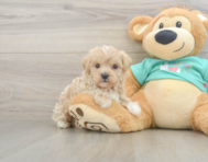 8 week old Maltipoo Puppy For Sale - Pilesgrove Pups