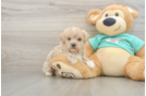 Best Maltipoo Baby