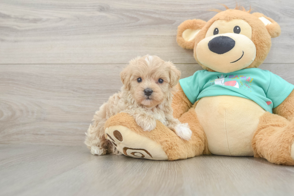 Best Maltipoo Baby
