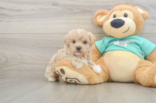 Best Maltipoo Baby