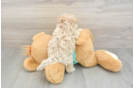 Maltipoo Puppy for Adoption