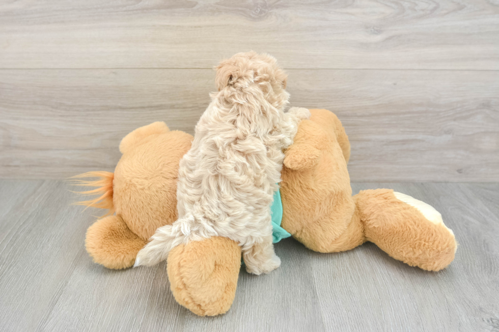 Maltipoo Puppy for Adoption