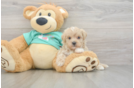 Maltipoo Pup Being Cute