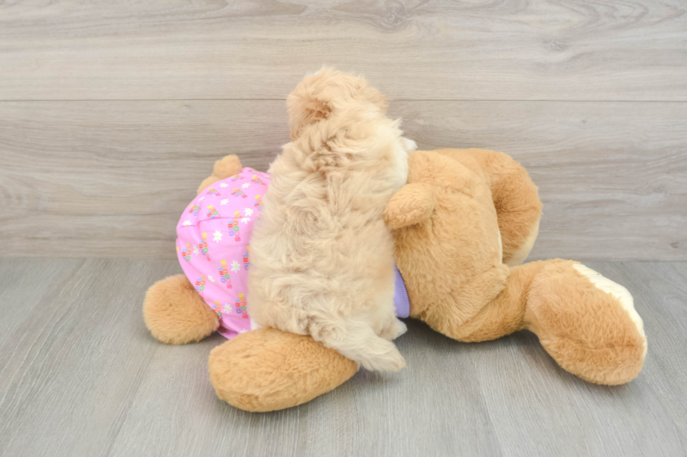 Funny Maltipoo Poodle Mix Pup