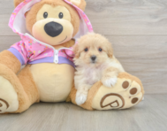 8 week old Maltipoo Puppy For Sale - Pilesgrove Pups