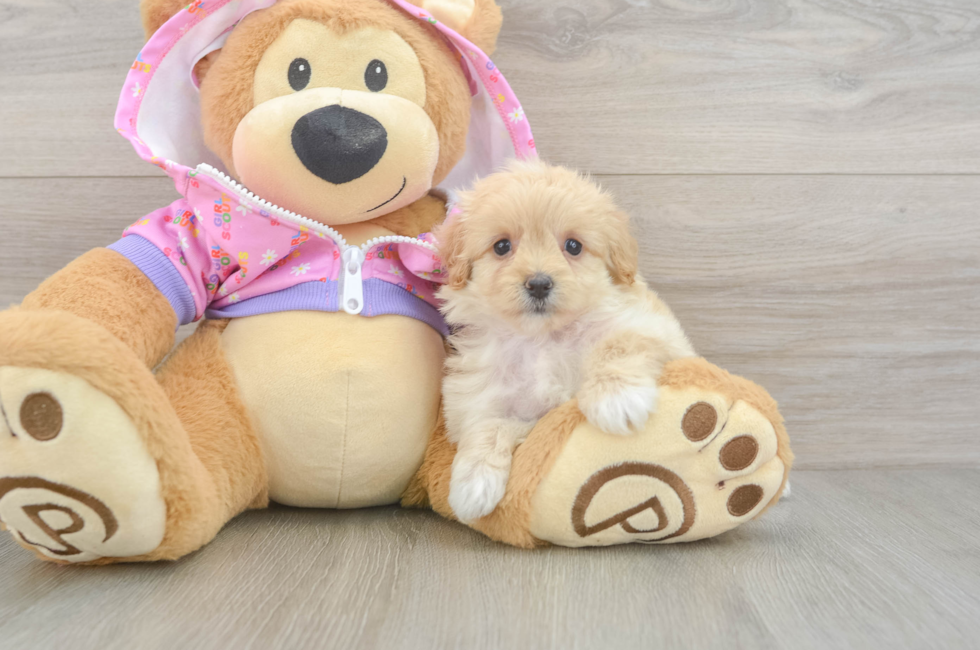 5 week old Maltipoo Puppy For Sale - Pilesgrove Pups