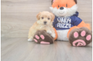 Maltipoo Puppy for Adoption