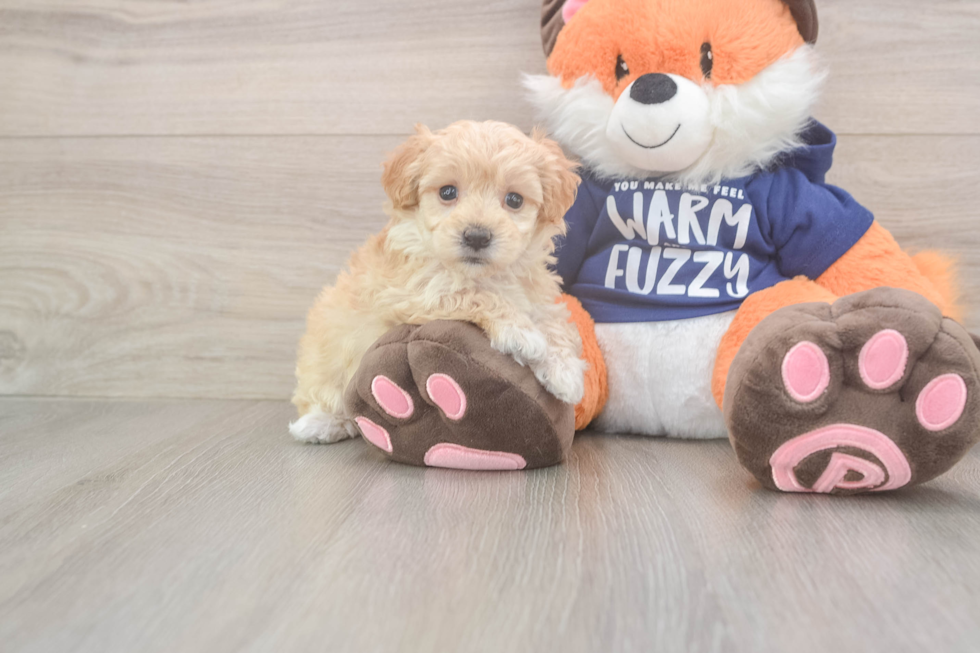 Maltipoo Puppy for Adoption