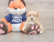 9 week old Maltipoo Puppy For Sale - Pilesgrove Pups