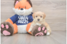 Maltipoo Puppy for Adoption