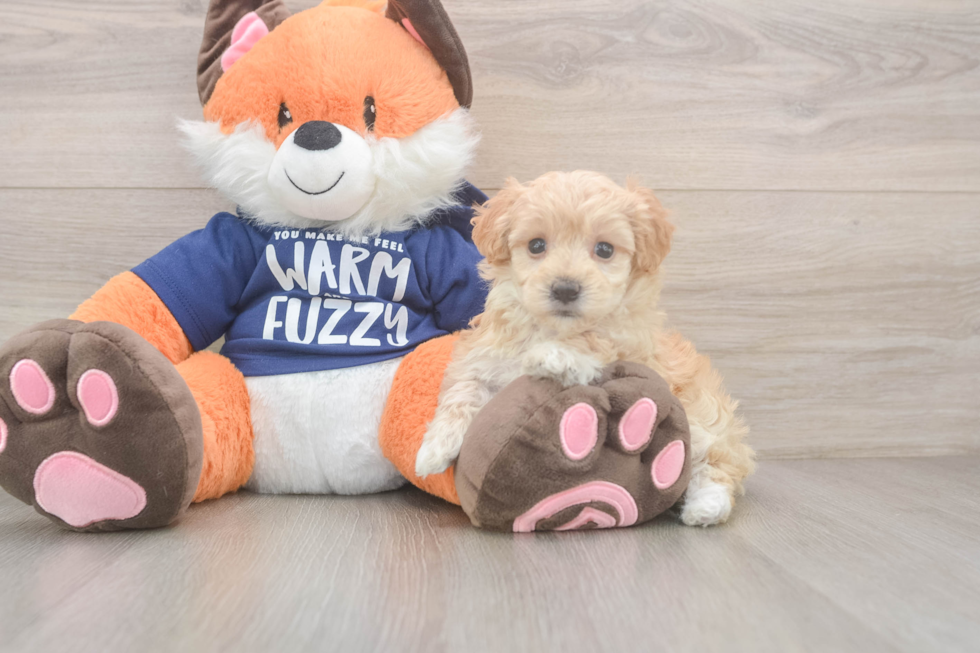 Maltipoo Puppy for Adoption