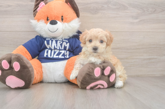 Maltipoo Puppy for Adoption