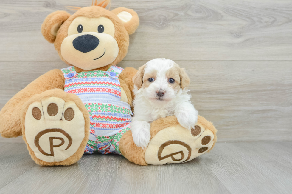 5 week old Maltipoo Puppy For Sale - Pilesgrove Pups