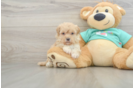 Playful Maltidoodle Poodle Mix Puppy