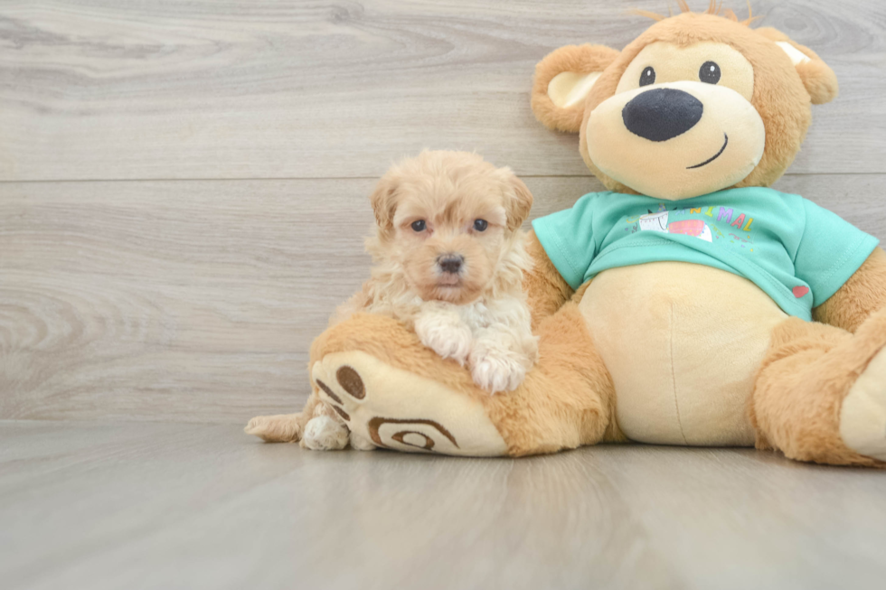 Playful Maltidoodle Poodle Mix Puppy