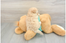 Cute Maltipoo Baby