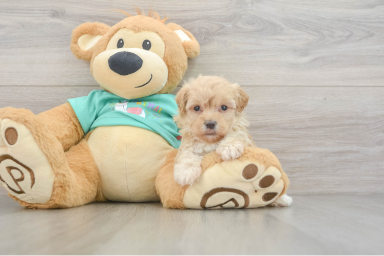 Maltipoo Pup Being Cute
