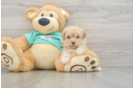 Maltipoo Pup Being Cute