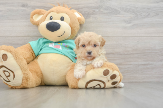 Maltipoo Pup Being Cute