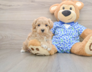 7 week old Maltipoo Puppy For Sale - Pilesgrove Pups