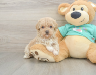 8 week old Maltipoo Puppy For Sale - Pilesgrove Pups