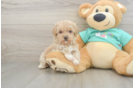 Little Maltidoodle Poodle Mix Puppy