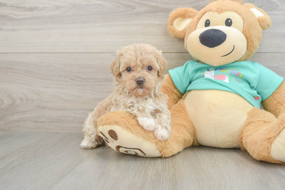 Little Maltidoodle Poodle Mix Puppy