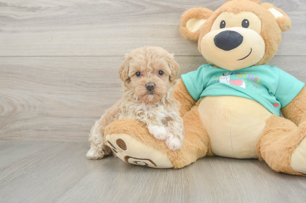 5 week old Maltipoo Puppy For Sale - Pilesgrove Pups
