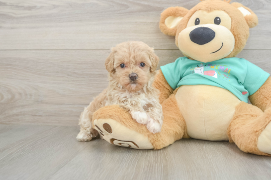 Little Maltidoodle Poodle Mix Puppy