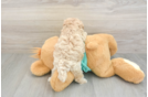 Fluffy Maltipoo Poodle Mix Pup