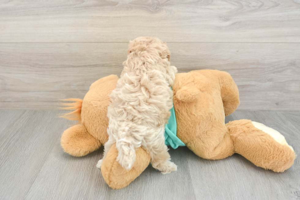 Fluffy Maltipoo Poodle Mix Pup