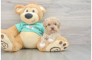 Best Maltipoo Baby