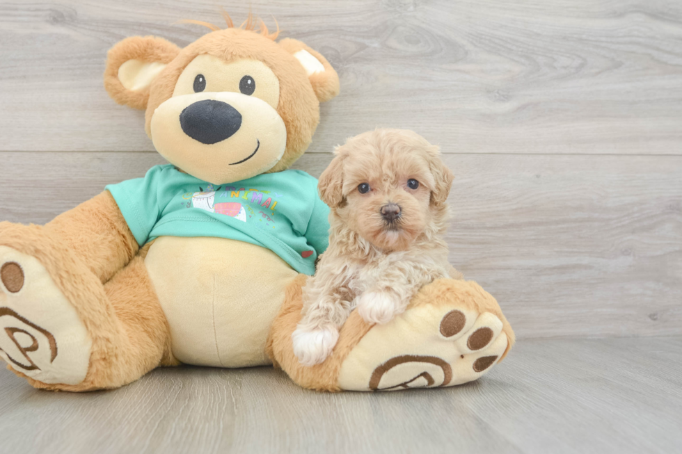 Best Maltipoo Baby
