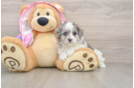 Best Maltipoo Baby