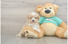 Maltipoo Pup Being Cute