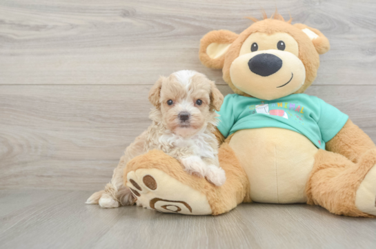 Maltipoo Pup Being Cute