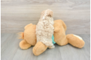 Playful Maltepoo Poodle Mix Puppy