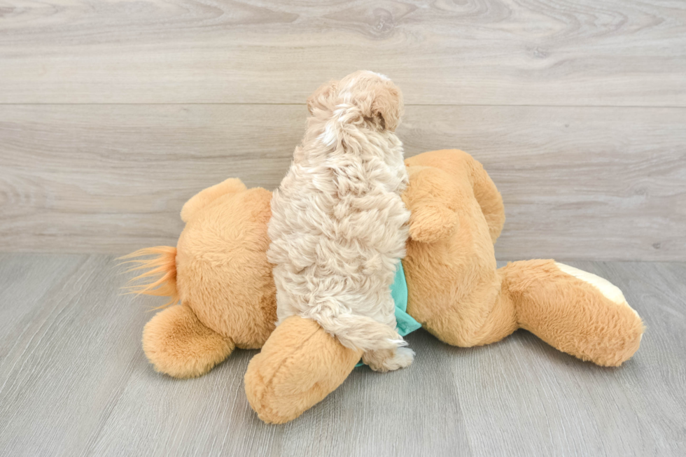 Playful Maltepoo Poodle Mix Puppy
