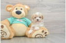 Fluffy Maltipoo Poodle Mix Pup